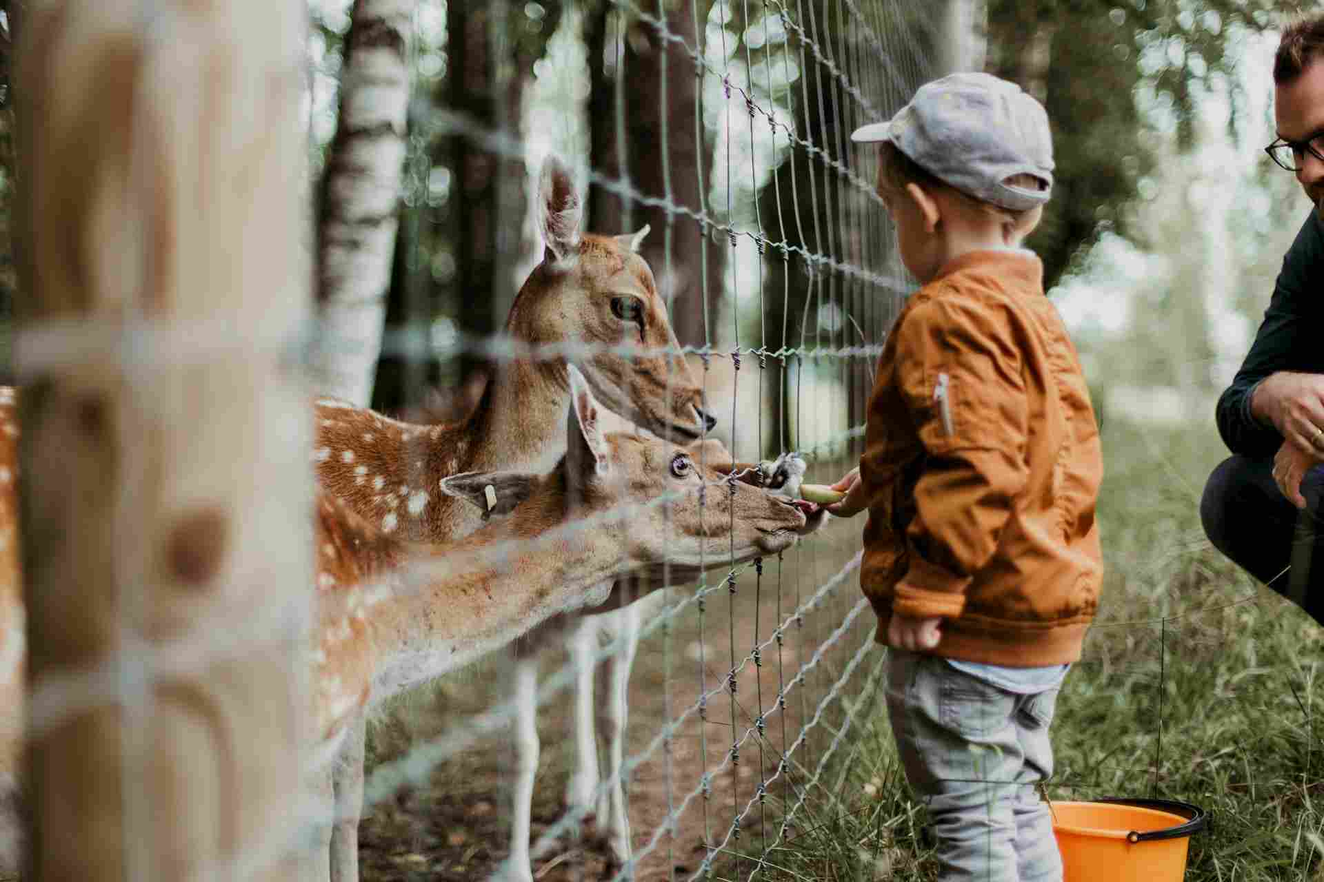 a kid feeding animals at a petting zoo